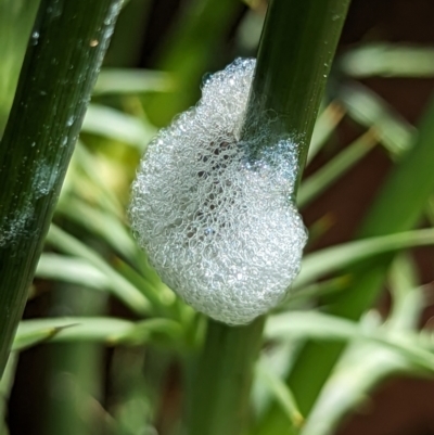 Bathyllus albicinctus (Spittlebug, Froghopper) at Page, ACT - 19 Oct 2023 by CattleDog