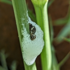 Bathyllus albicinctus at Page, ACT - 19 Oct 2023