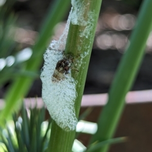 Bathyllus albicinctus at Page, ACT - 19 Oct 2023