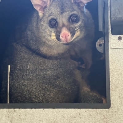 Trichosurus vulpecula (Common Brushtail Possum) at Griffith, ACT - 18 Oct 2023 by KL
