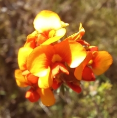 Dillwynia sp. at Paddys River, ACT - 19 Oct 2023 by jac