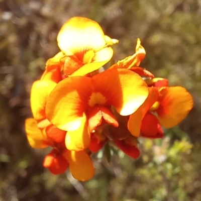 Dillwynia sp. at Paddys River, ACT - 19 Oct 2023 by jac