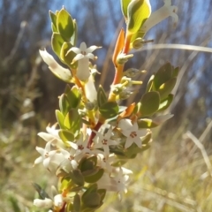 Brachyloma daphnoides (Daphne Heath) at Paddys River, ACT - 18 Oct 2023 by jac