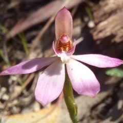 Caladenia carnea (Pink Fingers) at Paddys River, ACT - 19 Oct 2023 by jac