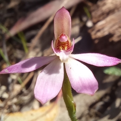 Caladenia carnea (Pink Fingers) at Paddys River, ACT - 19 Oct 2023 by jac