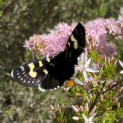 Phalaenoides tristifica (Willow-herb Day-moth) at Sth Tablelands Ecosystem Park - 11 Oct 2023 by galah681