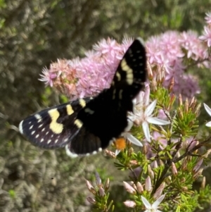 Phalaenoides tristifica at Molonglo Valley, ACT - 12 Oct 2023