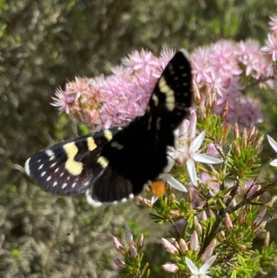 Phalaenoides tristifica (Willow-herb Day-moth) at Molonglo Valley, ACT - 11 Oct 2023 by galah681