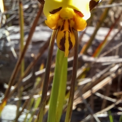 Diuris sulphurea (Tiger Orchid) at Paddys River, ACT - 18 Oct 2023 by jac
