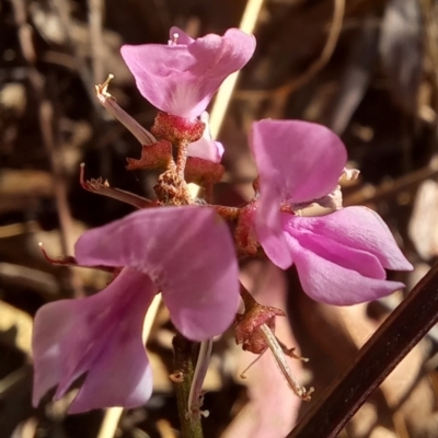 Indigofera australis subsp. australis (Australian Indigo) at Paddys River, ACT - 19 Oct 2023 by jac
