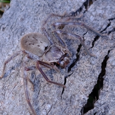 Isopeda canberrana (Canberra Huntsman Spider) at Molonglo River Reserve - 18 Oct 2023 by Kurt