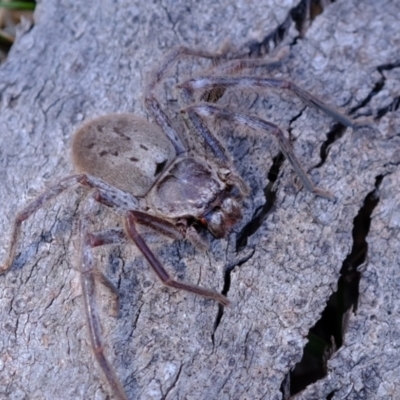 Isopeda canberrana (Canberra Huntsman Spider) at Belconnen, ACT - 19 Oct 2023 by Kurt