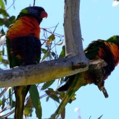 Trichoglossus moluccanus (Rainbow Lorikeet) at Molonglo River Reserve - 18 Oct 2023 by Kurt