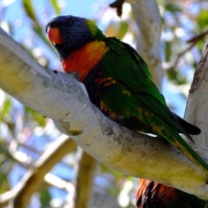 Trichoglossus moluccanus at Belconnen, ACT - 19 Oct 2023