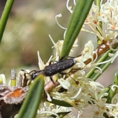 Eleale sp. (genus) (Clerid beetle) at Molonglo Valley, ACT - 19 Oct 2023 by galah681