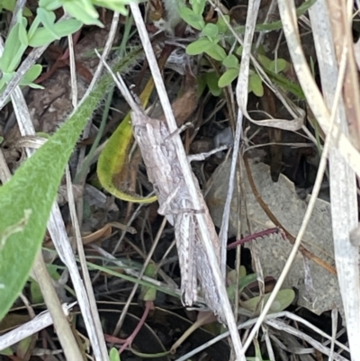 Coryphistes ruricola (Bark-mimicking Grasshopper) at Bruce, ACT - 18 Oct 2023 by JVR