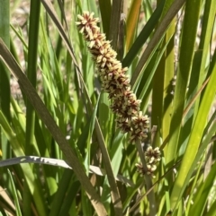 Lomandra longifolia (Spiny-headed Mat-rush, Honey Reed) at Flea Bog Flat, Bruce - 18 Oct 2023 by JVR