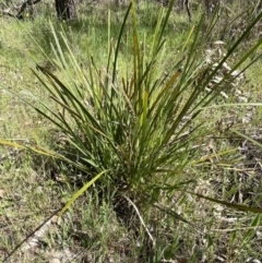Lomandra longifolia at Bruce, ACT - 19 Oct 2023 10:46 AM