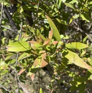 Hakea salicifolia at Bruce, ACT - 19 Oct 2023