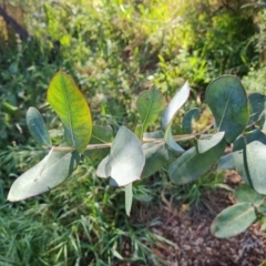 Eucalyptus globulus subsp. bicostata at Garran, ACT - 19 Oct 2023