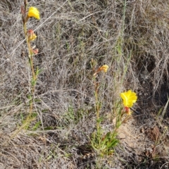 Oenothera stricta subsp. stricta (Common Evening Primrose) at Garran, ACT - 19 Oct 2023 by Mike