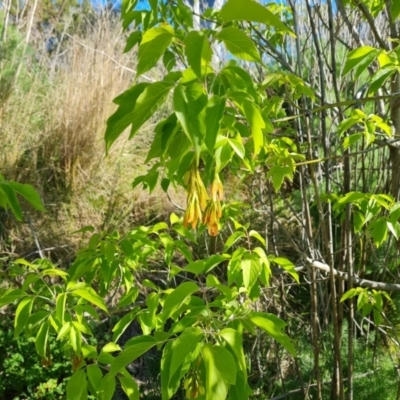 Acer negundo (Box Elder) at O'Malley, ACT - 19 Oct 2023 by Mike