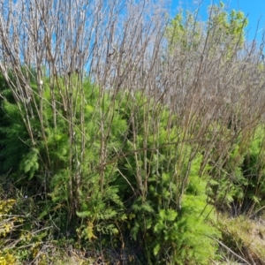 Foeniculum vulgare at O'Malley, ACT - 19 Oct 2023