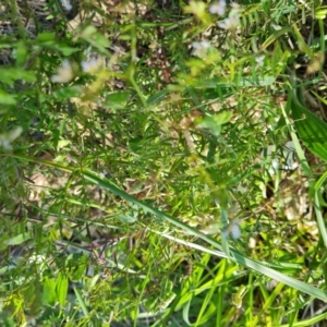 Vicia disperma at O'Malley, ACT - 19 Oct 2023