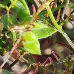 Vicia disperma at O'Malley, ACT - 19 Oct 2023