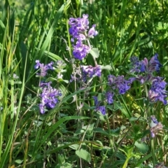 Nepeta cataria (Catmint, Catnip) at O'Malley, ACT - 19 Oct 2023 by Mike