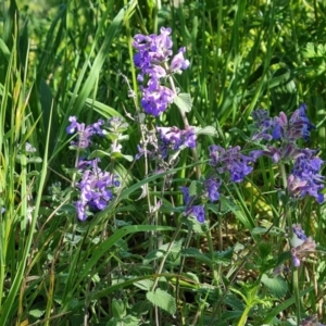 Nepeta cataria at O'Malley, ACT - 19 Oct 2023