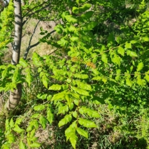 Koelreuteria paniculata at O'Malley, ACT - 19 Oct 2023