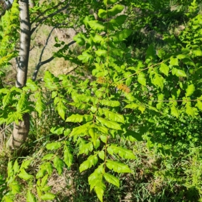 Koelreuteria paniculata (Golden Rain Tree) at O'Malley, ACT - 19 Oct 2023 by Mike