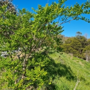 Koelreuteria paniculata at O'Malley, ACT - 19 Oct 2023