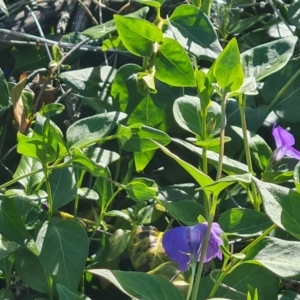 Vinca major at O'Malley, ACT - 19 Oct 2023