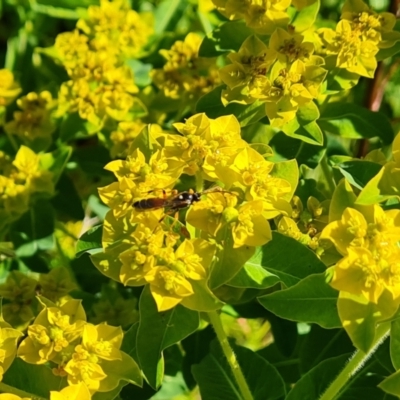 Euphorbia oblongata (Egg-leaf Spurge) at O'Malley, ACT - 19 Oct 2023 by Mike