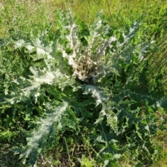 Onopordum acanthium (Scotch Thistle) at O'Malley, ACT - 19 Oct 2023 by Mike