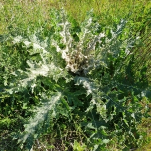 Onopordum acanthium at O'Malley, ACT - 19 Oct 2023