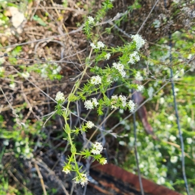 Asperula conferta (Common Woodruff) at O'Malley, ACT - 19 Oct 2023 by Mike