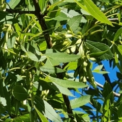 Fraxinus angustifolia at Isaacs, ACT - 19 Oct 2023