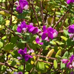 Polygala myrtifolia (Myrtle-leaf Milkwort) at Isaacs, ACT - 19 Oct 2023 by Mike