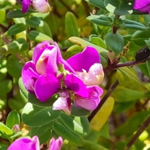 Polygala myrtifolia at Isaacs, ACT - 19 Oct 2023