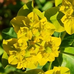 Euphorbia oblongata (Egg-leaf Spurge) at Isaacs Ridge - 19 Oct 2023 by Mike