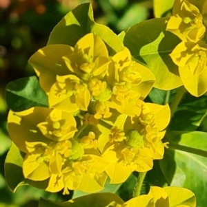 Euphorbia oblongata at Isaacs, ACT - 19 Oct 2023