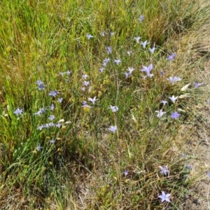 Wahlenbergia capillaris at Isaacs, ACT - 19 Oct 2023