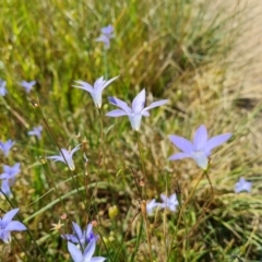 Wahlenbergia capillaris at Isaacs, ACT - 19 Oct 2023