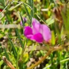 Vicia sativa subsp. nigra (Narrow-leaved Vetch) at Isaacs, ACT - 19 Oct 2023 by Mike