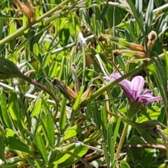 Vicia sativa subsp. nigra at Isaacs, ACT - 19 Oct 2023