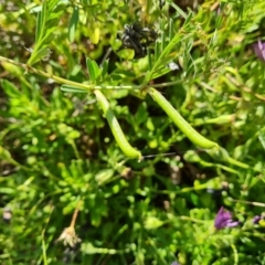 Vicia sativa subsp. nigra at Isaacs, ACT - 19 Oct 2023