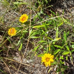 Gazania x splendens at Isaacs, ACT - 19 Oct 2023 03:05 PM